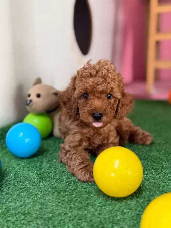 Harika Minik Poodle Patim