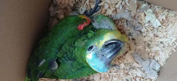 Bebek Blue Front Mavi Alın Amazon Papağanı