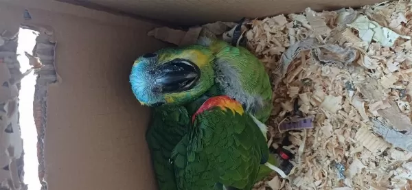 Bebek Blue Front Mavi Alın Amazon Papağanı
