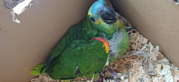 Bebek Blue Front Mavi Alın Amazon Papağanı