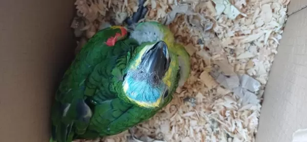 Bebek Blue Front Mavi Alın Amazon Papağanı