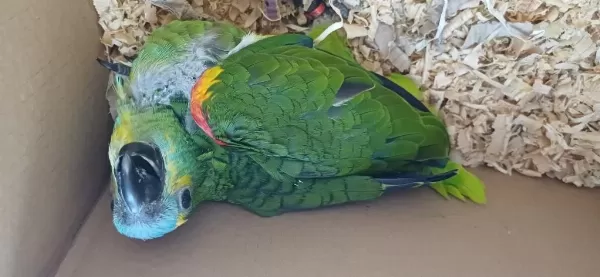 Bebek Blue Front Mavi Alın Amazon Papağanı