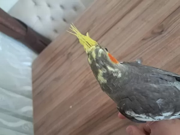 Yavru Sultan Papağani Bebek