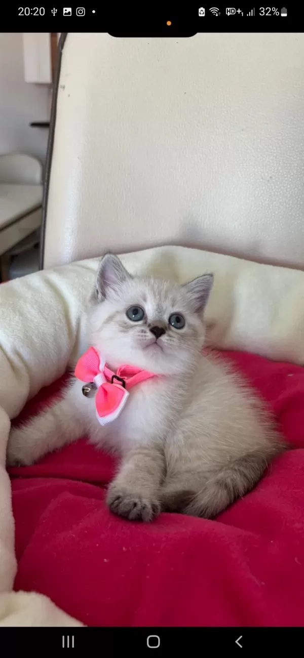 British Shorthair Dişi Yavrumuza Yuva Uyguna