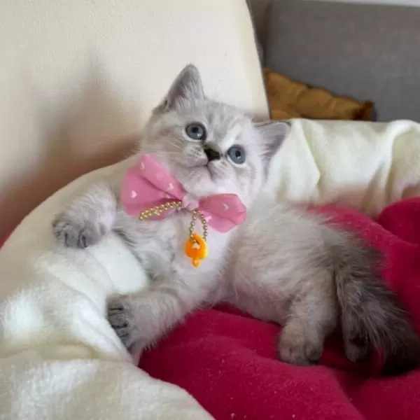British Shorthair Dişi Yavrumuza Yuva Uyguna