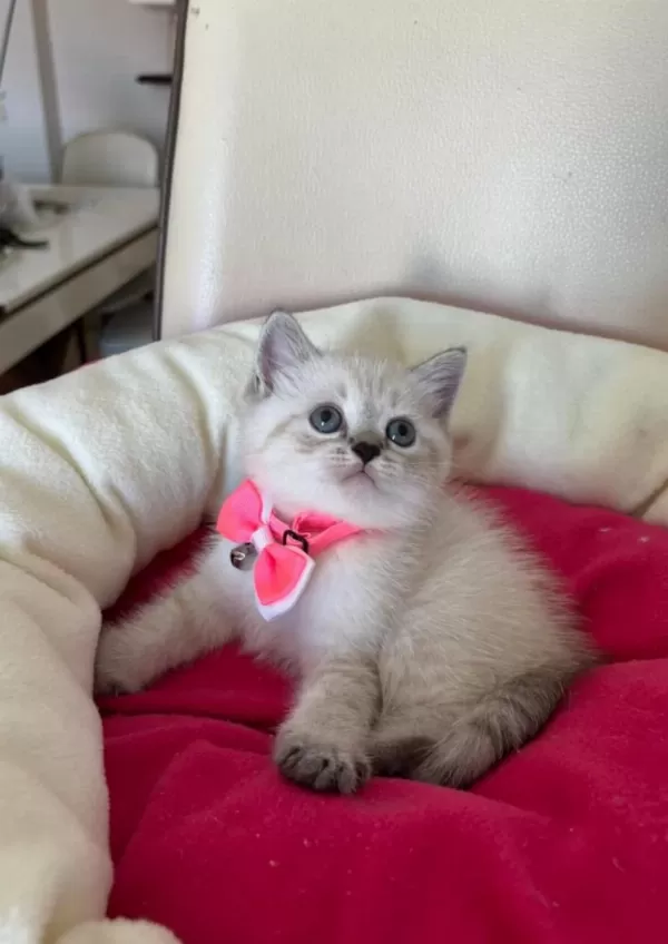 British Shorthair Dişi Yavrumuza Yuva Uyguna