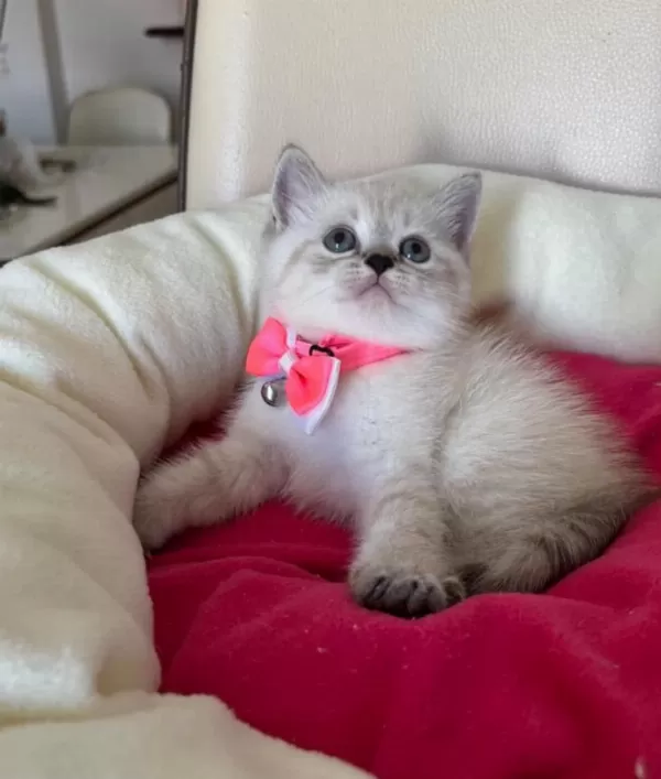 British Shorthair Dişi Yavrumuza Yuva Uyguna