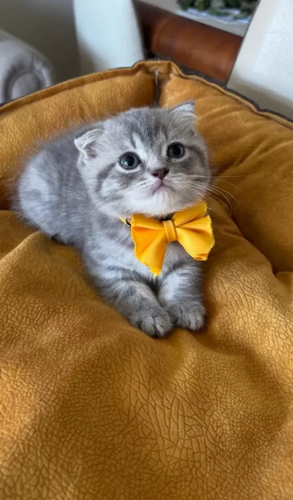 Scottish Fold Erkek Yavrumuza Yuva Uyguna