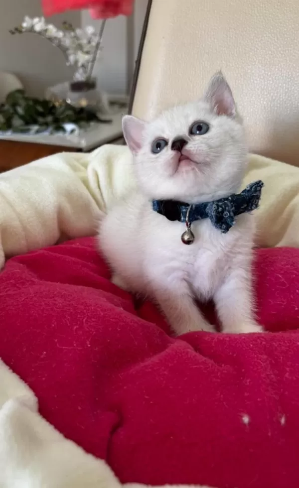 British Shorthair Erkek Yavrumuza Yuva Uyguna