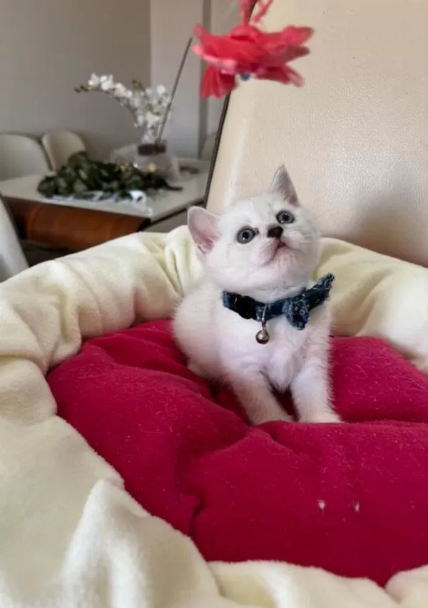 British Shorthair Erkek Yavrumuza Yuva Uyguna
