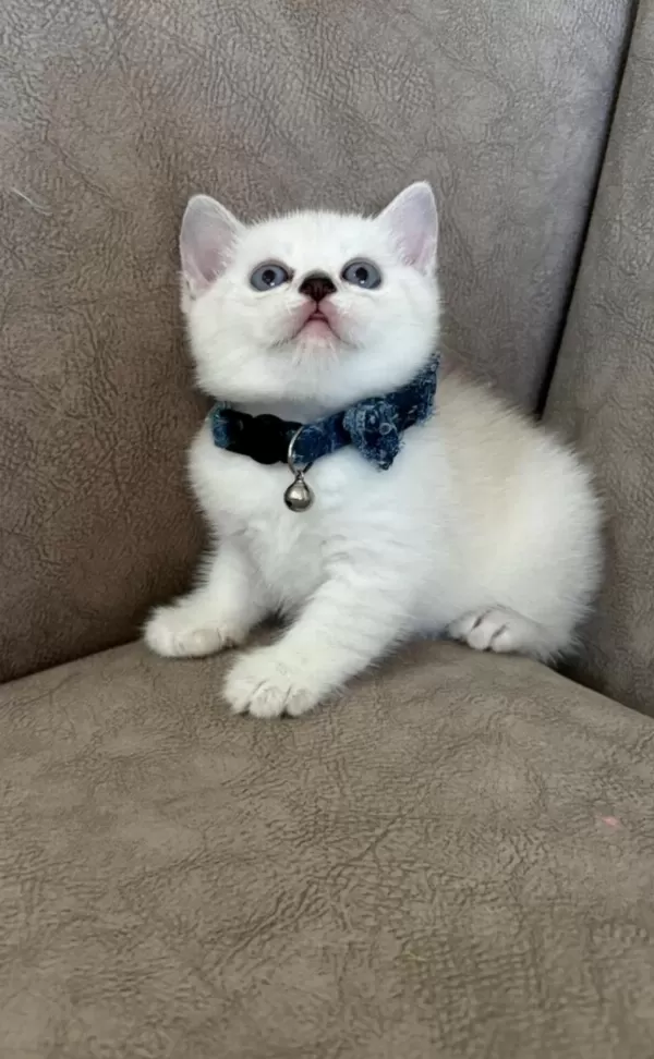 British Shorthair Erkek Yavrumuza Yuva Uyguna