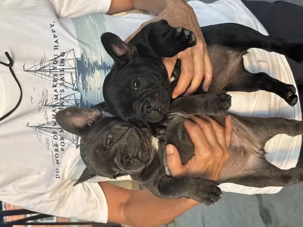 Blue Ve Black Kaliteli French Bulldog Yavrulari