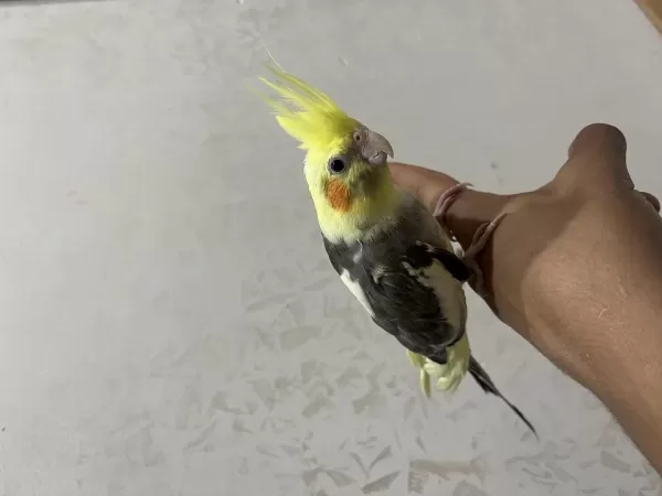 Gri Pied Sultan Papağanı Yavru