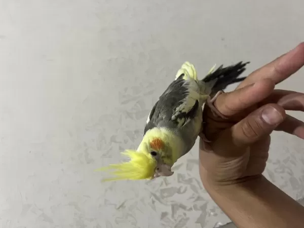 Gri Pied Sultan Papağanı Yavru