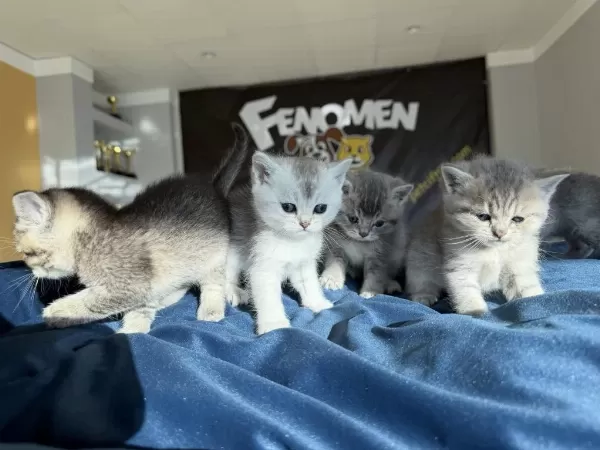 Kedi Dünyasindan Renk Renk British Yavrular Ankara