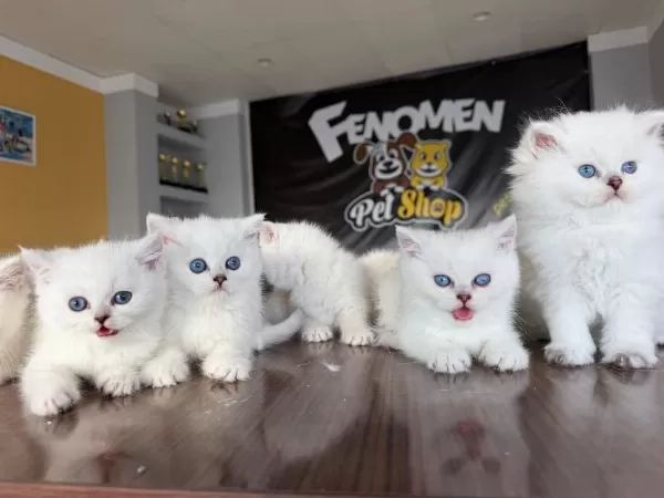 Kedi Dünyasindan Renk Renk British Yavrular Ankara
