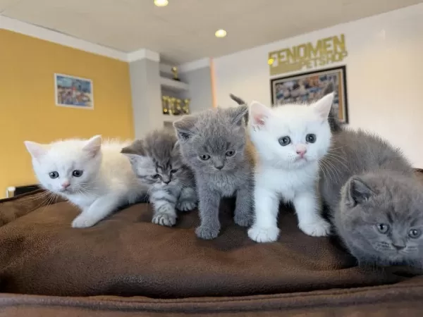 Kedi Dünyasindan Renk Renk British Yavrular Ankara