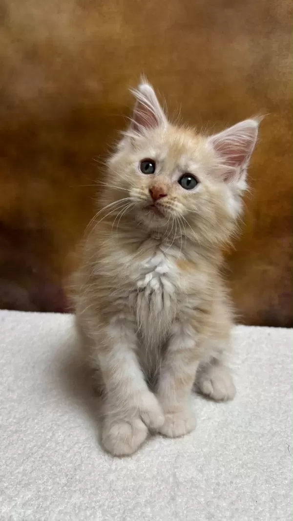 Mco Erkek Polydactyl Wcf Kayıtlı
