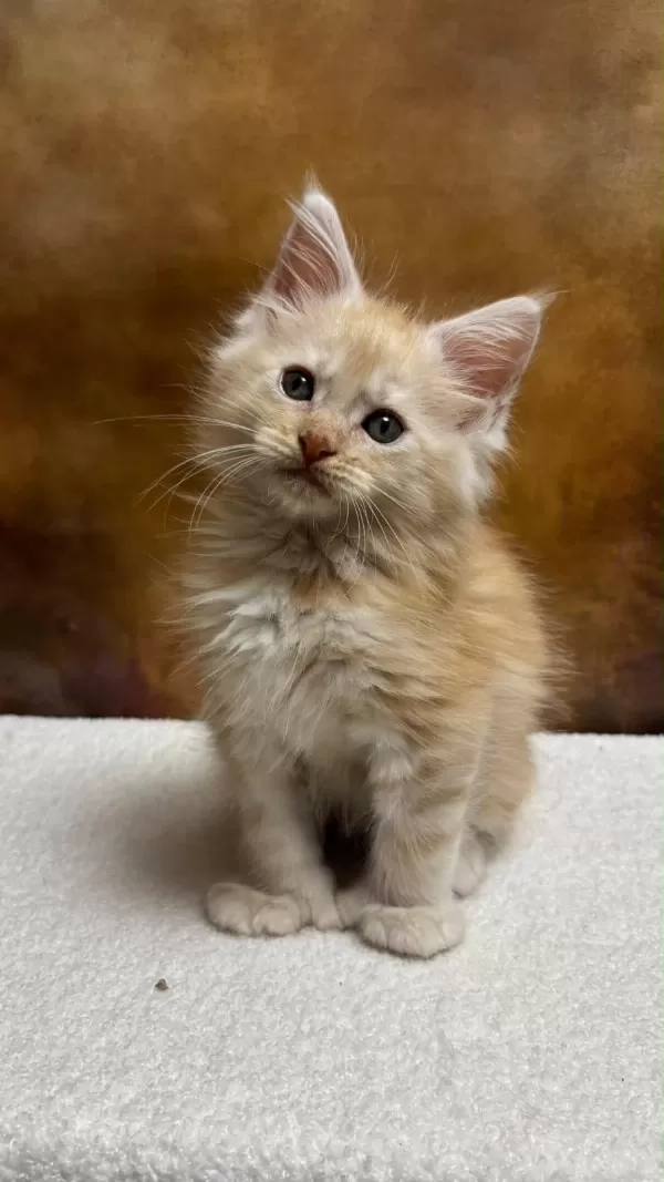 Mco Erkek Polydactyl Wcf Kayıtlı