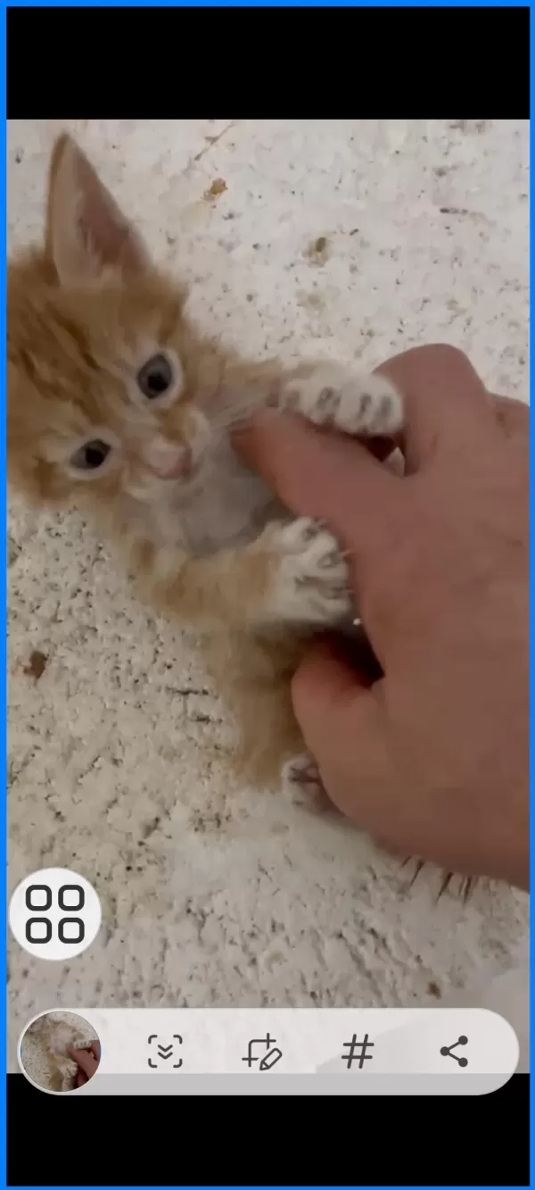 Bebiş Kedilere Acil Yuva Arıyoruz