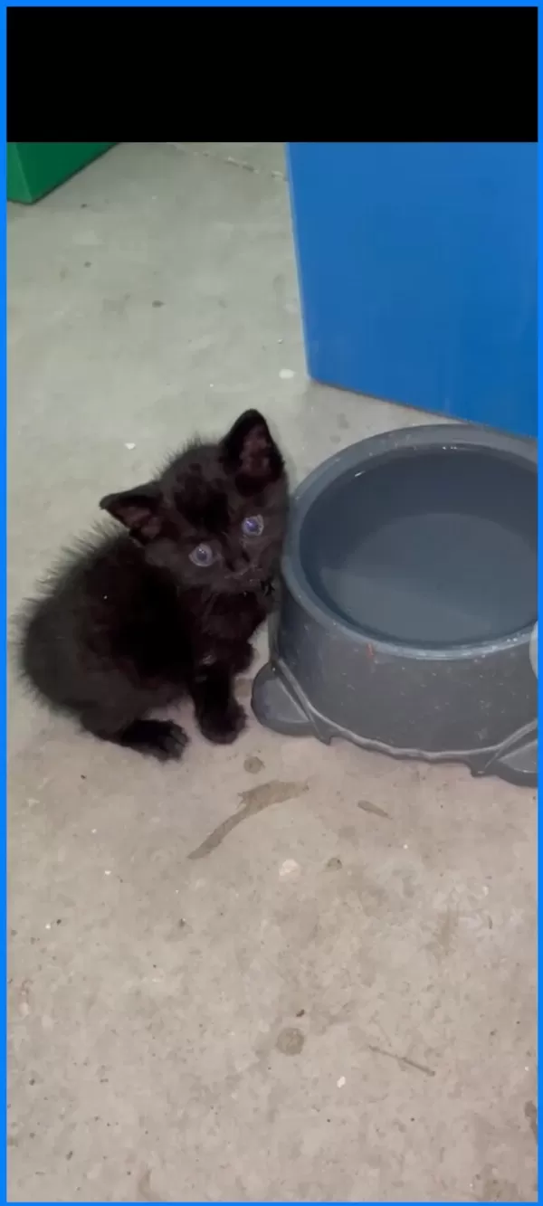Bebiş Kedilere Acil Yuva Arıyoruz