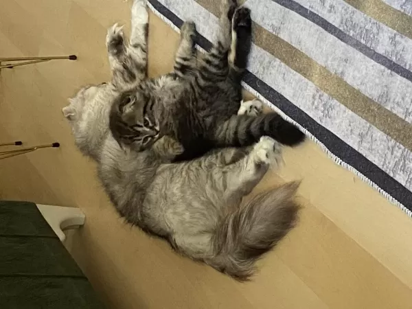 Scottish Fold 2 Aylık