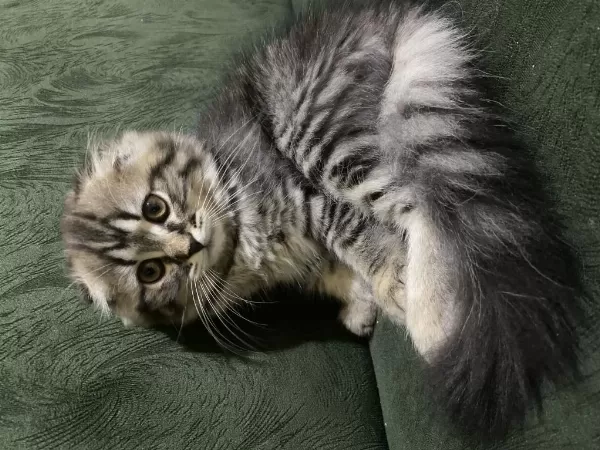 Scottish Fold 2 Aylık