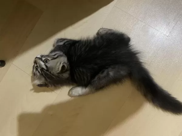 Scottish Fold 2 Aylık
