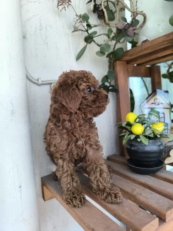 Orjinal Kore Kanı Taşıyan Erkek Poodle Yavrusu