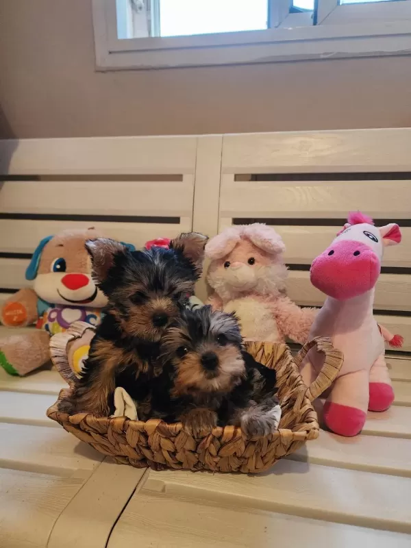 Orjinal Tea Cup Küt Burun Dişi Ve Erkek Yavru Köpekler