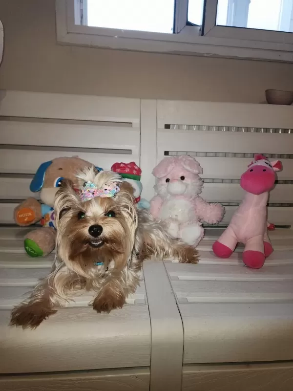 Orjinal Tea Cup Küt Burun Dişi Ve Erkek Yavru Köpekler