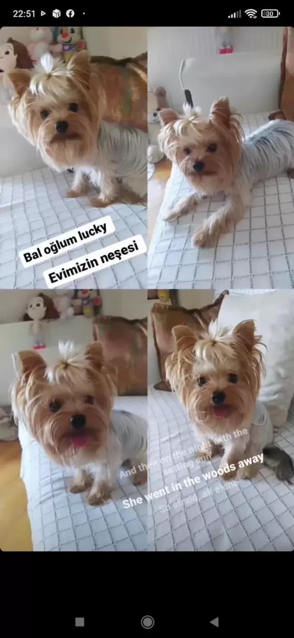 Orjinal Tea Cup Küt Burun Dişi Ve Erkek Yavru Köpekler