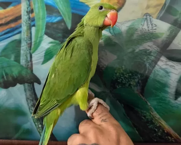 El Besleme Pakistan Papağanı