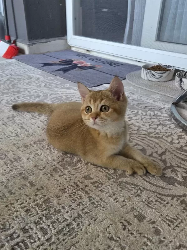 Erkek British Shorthair Golden Ny11