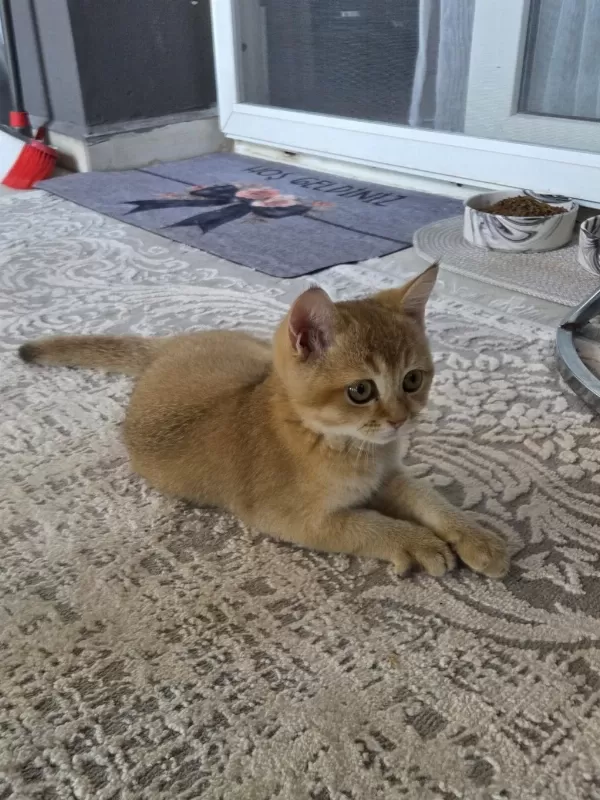 Erkek British Shorthair Golden Ny11