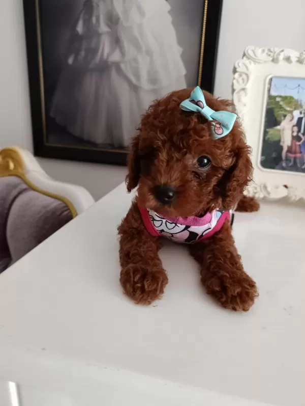 Safkan Red Brown Toy Poodle Yavrular Üst Kalite