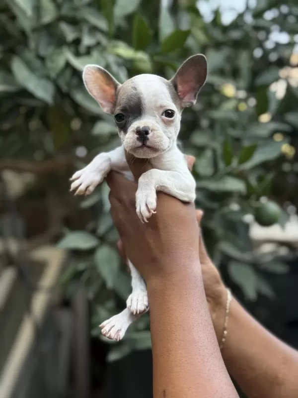 A Kalite Erkek Dişi French Bulldog Yavrular