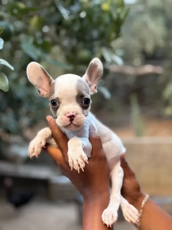 A Kalite Erkek Dişi French Bulldog Yavrular