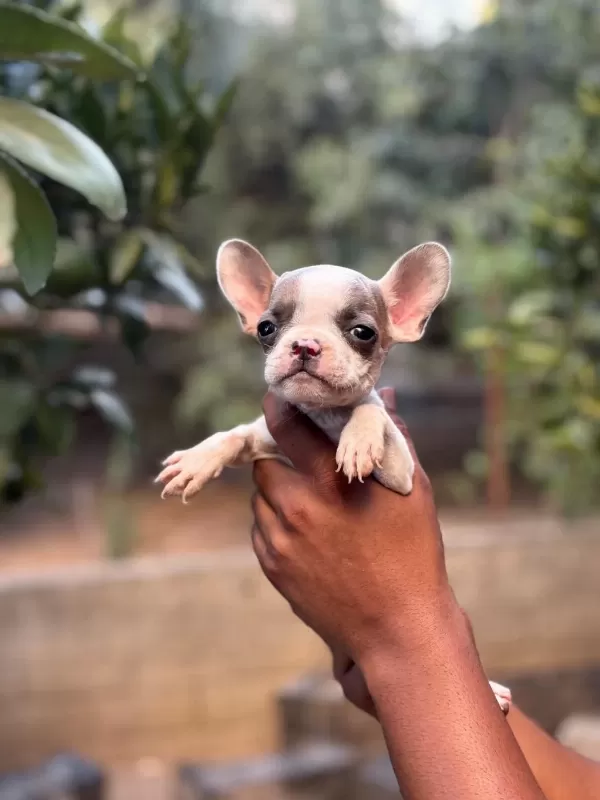 A Kalite Erkek Dişi French Bulldog Yavrular