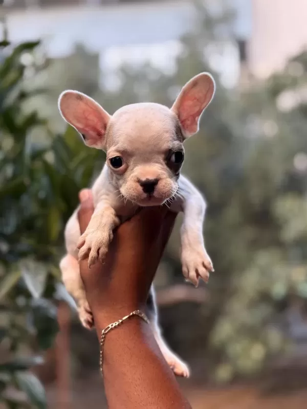 A Kalite Erkek Dişi French Bulldog Yavrular