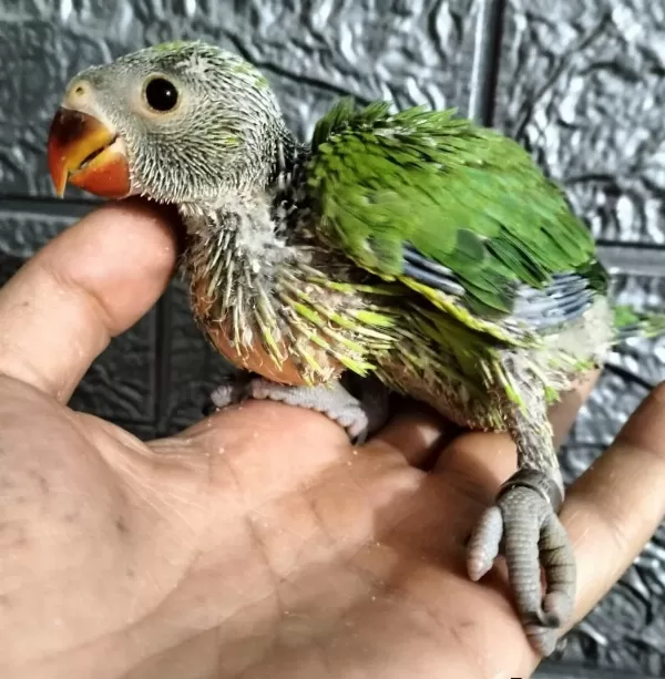 El Besleme Pakistan Papağanı 81 İle Gönderim Vardır
