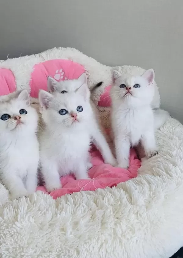 Show Kalite Ns1133 British Shorthair Bebekleirm