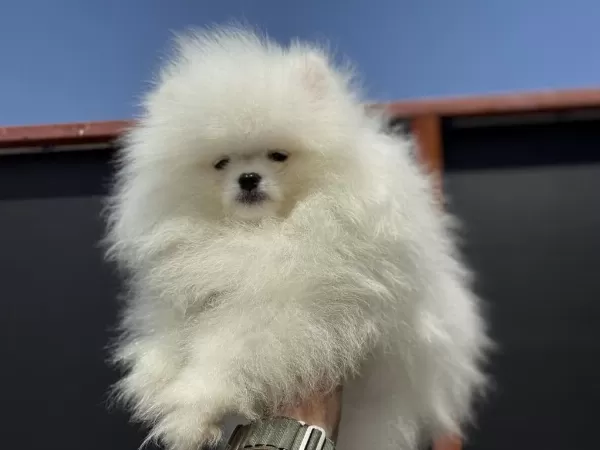 Pet Ode Köpek Çiftliğinde Ziyarete Açık Pomeranian