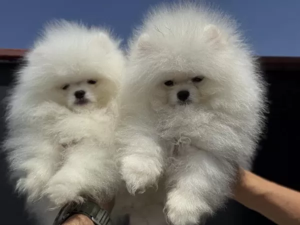 Pet Ode Köpek Çiftliğinde Ziyarete Açık Pomeranian