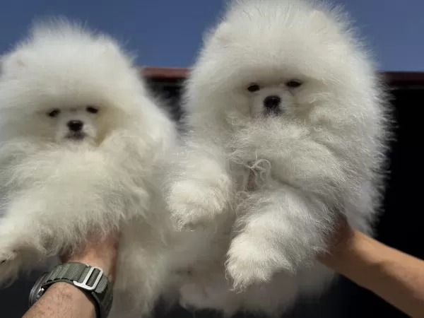 Pet Ode Köpek Çiftliğinde Ziyarete Açık Pomeranian