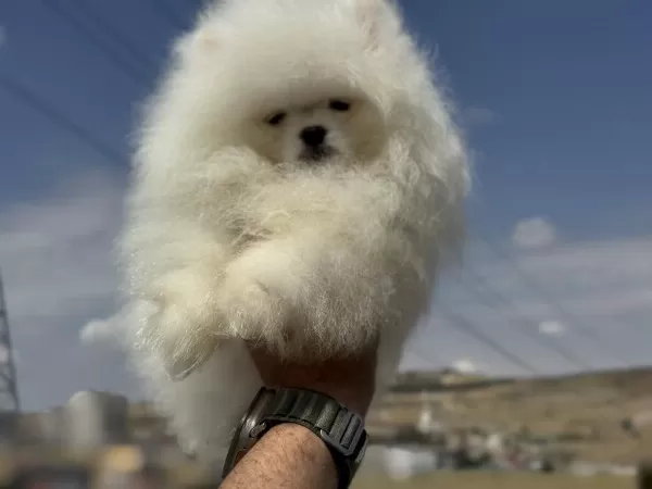 Pet Ode Köpek Çiftliğinde Ziyarete Açık Pomeranian