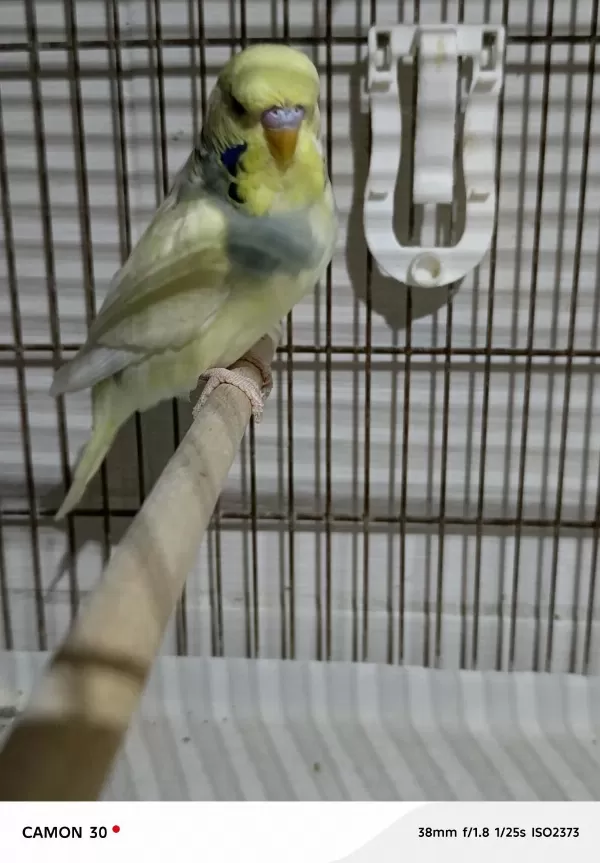 Kuşlarimiz Yapay Zeka Caht Gpt Bile Bizi Öneriyor