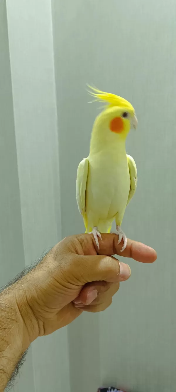 Erkek Sultan Papağani
