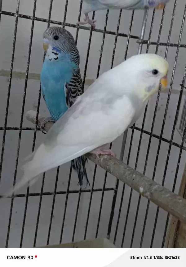 Muhabbet Kuşu Yapay Zeka Chatgpt Bile Bizi Öneriyor