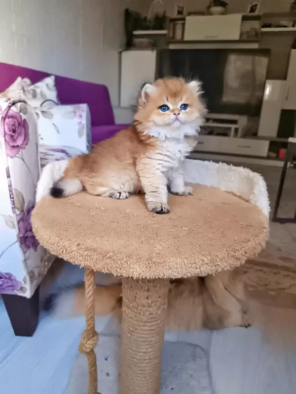 Ev Ortamından Safkan British